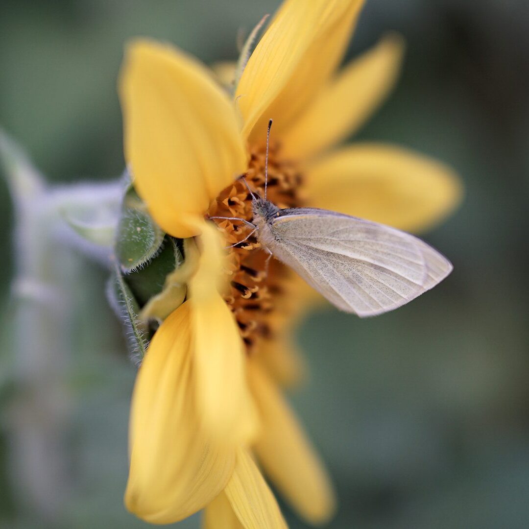 Motyl na słoneczniku