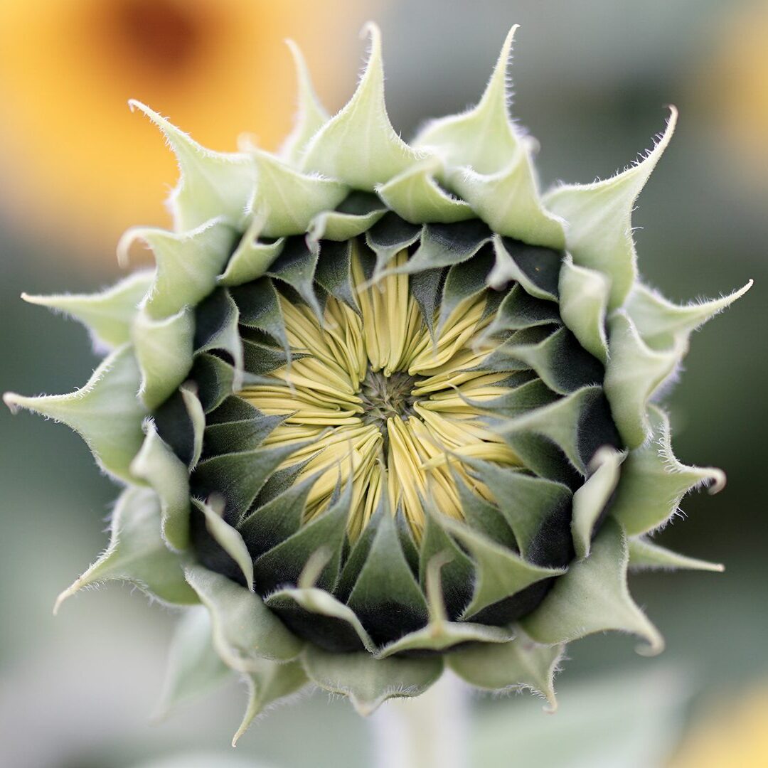 Nierozwinięty słonecznik