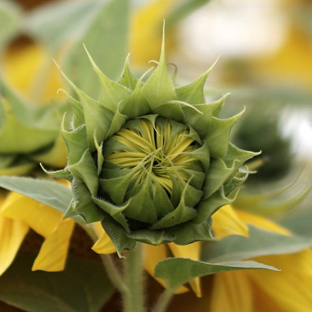 Rozwijający się słonecznik