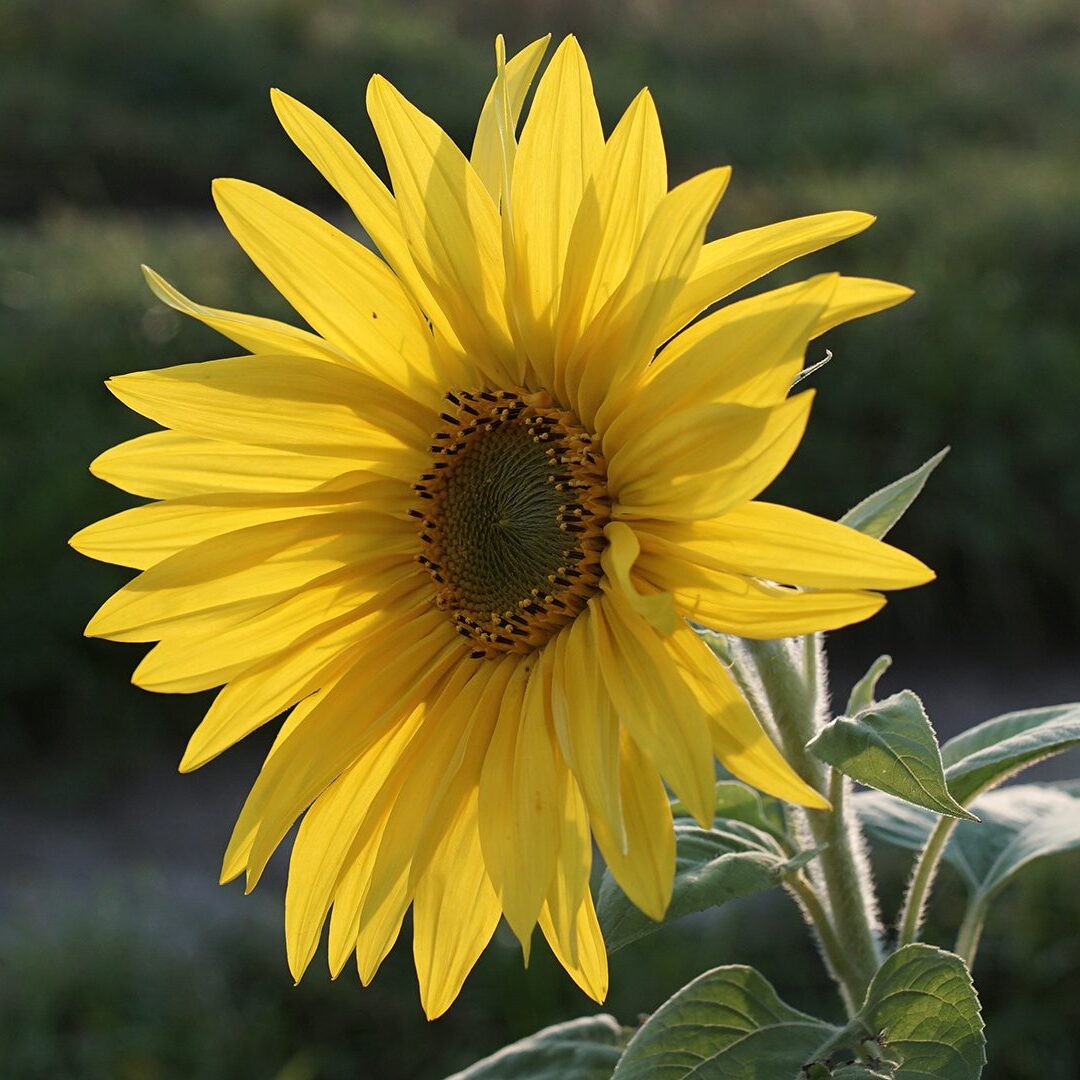 Słonecznik w słońcu