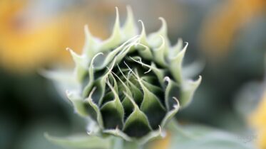 Słonecznik w rozwoju