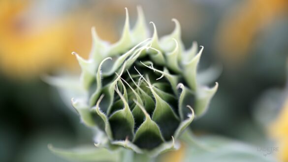 Słonecznik w rozwoju