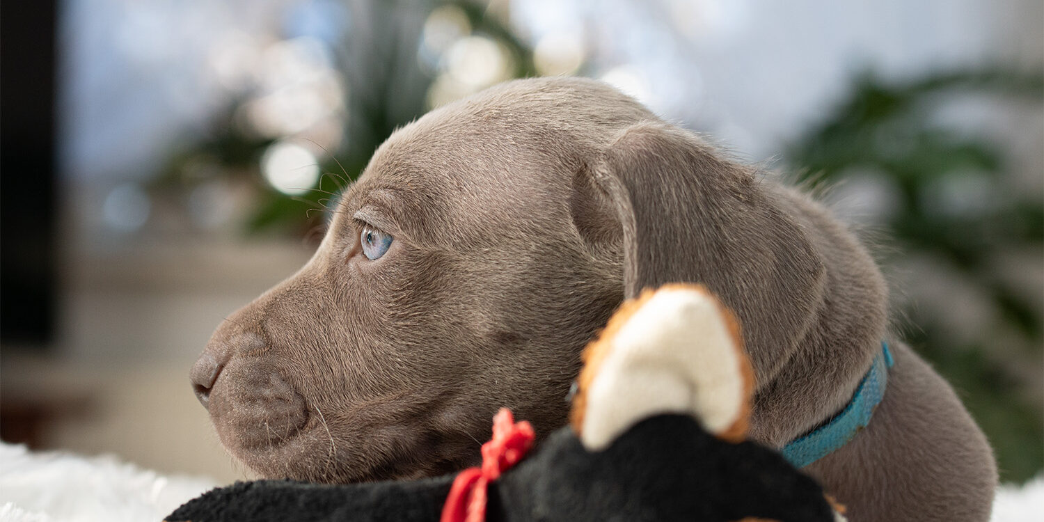 Sesja psów myśliwskich