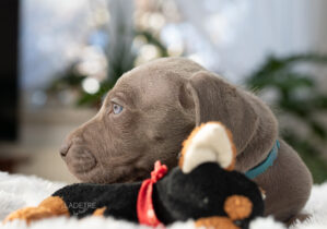 Sesja psów myśliwskich