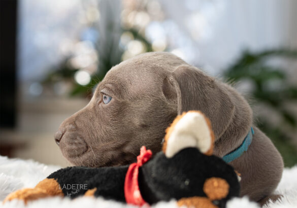 Sesja psów myśliwskich